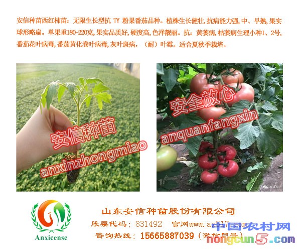 西紅柿苗|西紅柿苗廠家|西紅柿苗價(jià)格