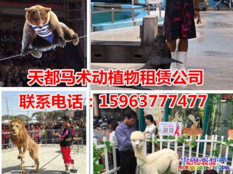 11111_副本_副本