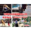 石家莊動物表演租賃公司