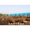 300斤牛犢價格表