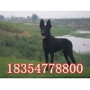 黑狼犬 黑狼犬價(jià)格