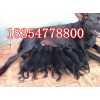 現(xiàn)在黑狼犬價(jià)格