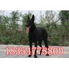 黑狼犬多少錢一只