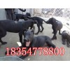 今日黑狼犬價格