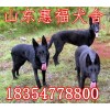 黑狼犬狼狗