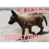 馬犬多少錢一只