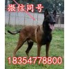 中國馬犬幼犬價(jià)錢
