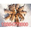 馬犬幼崽最新價(jià)格