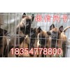純種的馬犬幼犬 最新價(jià)格
