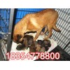 純種馬犬幼犬最新價(jià)格