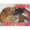純種的馬犬小狗養(yǎng)殖基地