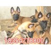 純種的馬犬幼犬 的價(jià)錢