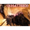 純種馬犬小狗養(yǎng)殖基地