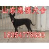 一只黑狼犬多少錢