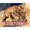 純種的馬犬幼犬 多少錢一只