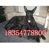 黑狼犬 哪里有賣(mài)黑狼犬犬的