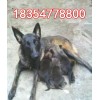 純種的馬犬幼犬 價格