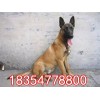 純種的馬犬小狗最近價(jià)格