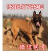 純種馬犬小狗多少錢一只