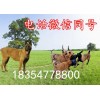馬犬的價格