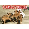 純種的馬犬幼崽養(yǎng)殖基地