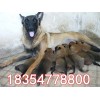 中國馬犬小狗