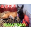 中國馬犬價錢