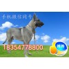 狼青幼犬報(bào)價(jià)