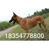 純種馬犬幼崽價格