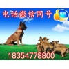 中國馬犬