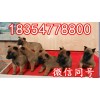 中國馬犬幼犬多少錢一條