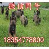 中國馬犬幼犬最近價格