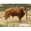 山東小牛犢多少錢一條