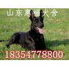三個(gè)月黑狼犬價(jià)格