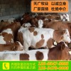 內(nèi)蒙古300斤牛犢價格表西門塔爾小牛價格