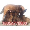 中國(guó)馬犬最近價(jià)格