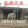 1個月的小狼青犬價格