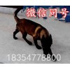 純種的馬犬小狗最新價(jià)格