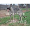 純種小狼青犬圖片