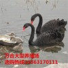 黑天鵝多少錢一對