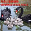哪里有賣黑天鵝的