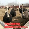 成年鴕鳥多少錢一只