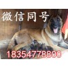 純種的馬犬價(jià)錢