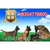 純種馬犬價(jià)錢
