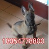 純種馬犬幼崽最新價(jià)格