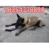 純種馬犬幼崽的價(jià)格