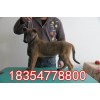中國馬犬小狗最近價格