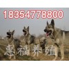 哪里有小小狼青犬