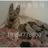 哪里有養(yǎng)殖小狼青犬的