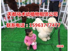 北京哪里有出租租賃動物的